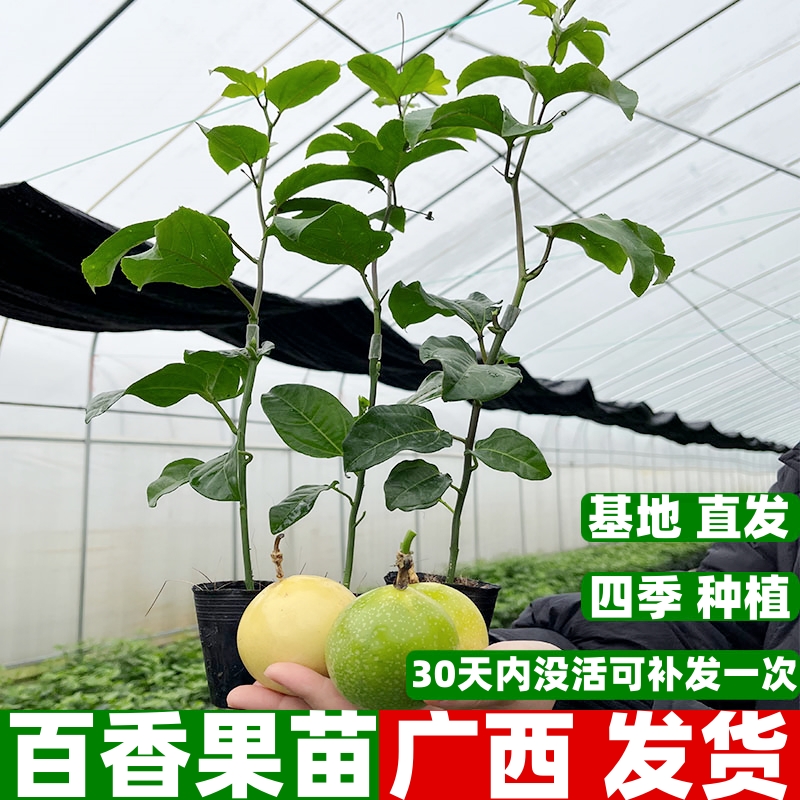 香甜黄金百香果树苗四季不断结果黄金嫁接苗南方种植盆栽带土发货
