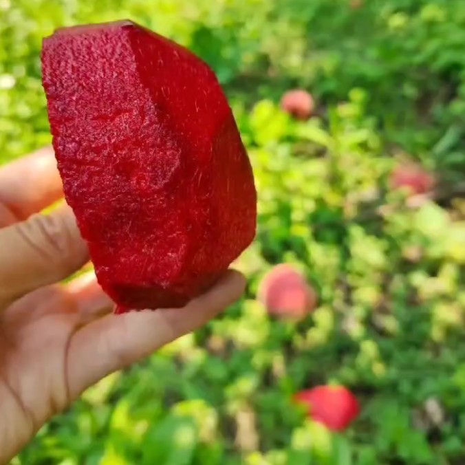 红肉血桃中桃25离核6月底成熟，血桃桃苗果树苗血桃树