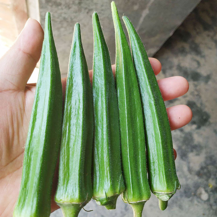 6新疆包邮【黄秋葵种子】秋葵一年四季高产绿秋葵阳台盆栽蔬菜种