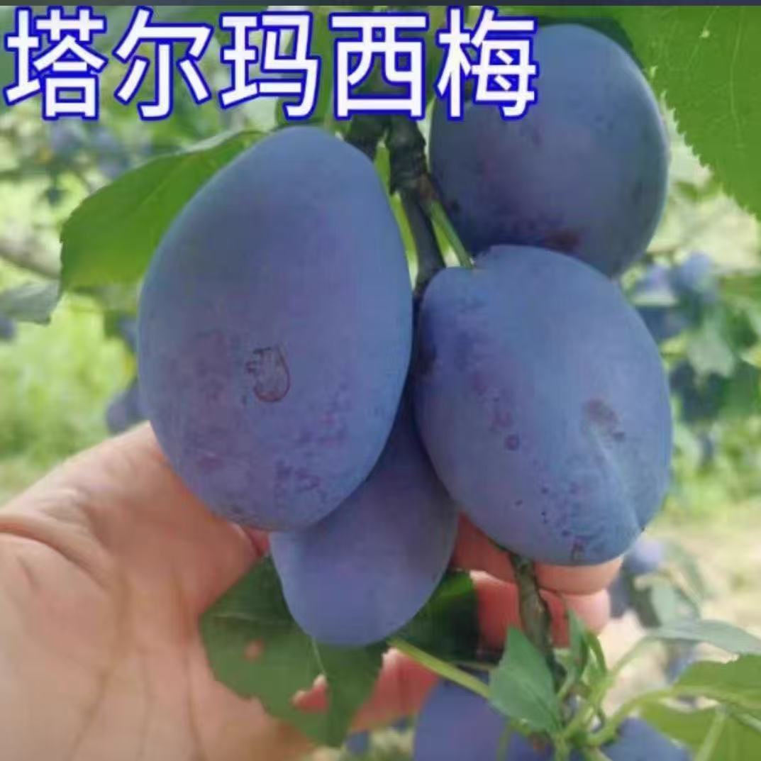 新品种果树苗西梅皇后李子树苗西梅女神李子苗嫁接苗南方北方种植