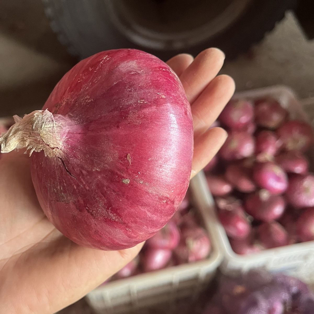 山东二红扁洋葱水果洋葱农家自种新鲜肉厚脆甜多汁