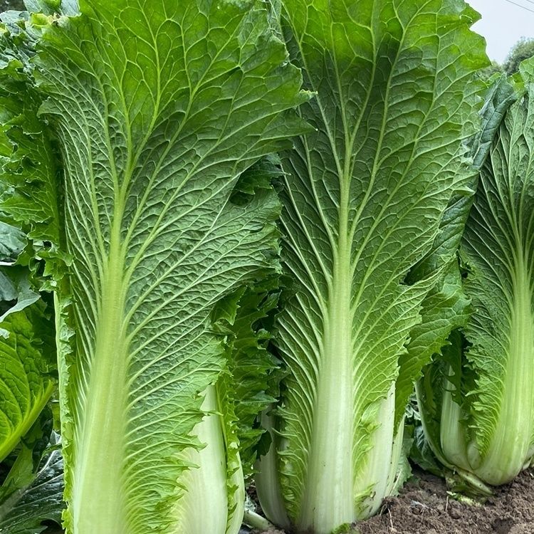 天津青麻叶直筒形白菜种子秋季绿大青麻叶大白菜四季播蔬菜种籽