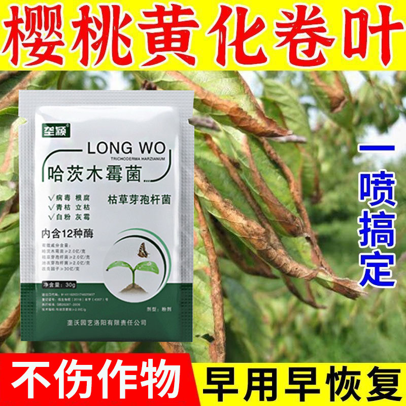 樱桃黄叶病樱桃病全清樱桃树黄化卷叶叶斑病叶子发黄缩叶小叶肥料