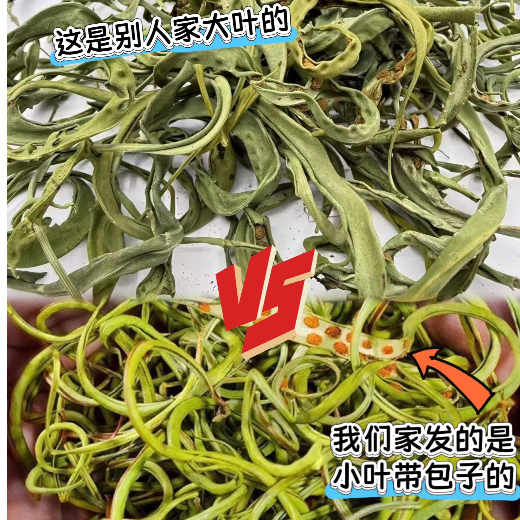 【跑山助农专属●化&草】长白山山货深山野黄金草泡水泡茶可配枸杞