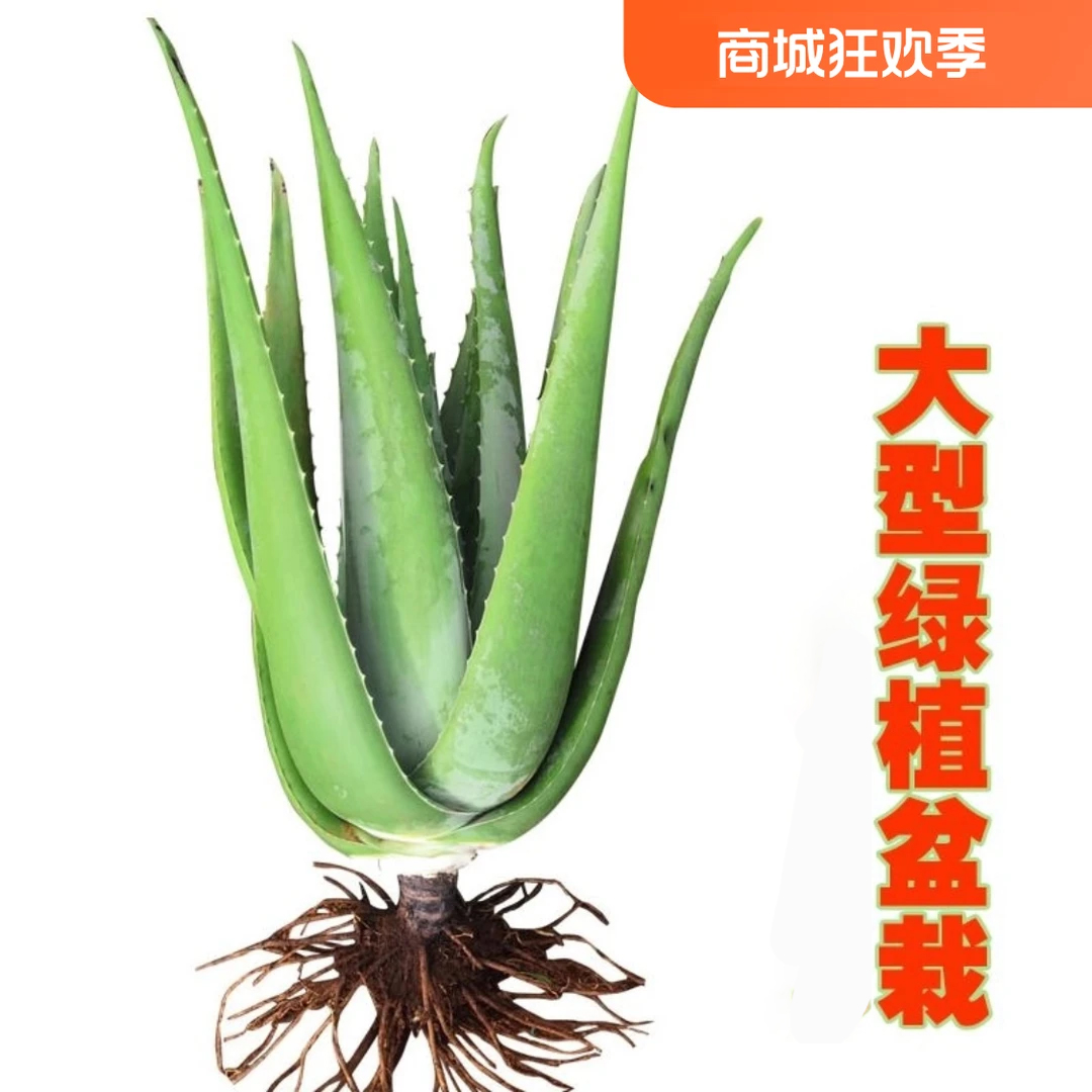 美容院库拉索芦荟苗盆栽多肉植物美容灌肤补水食用室内外花卉绿植