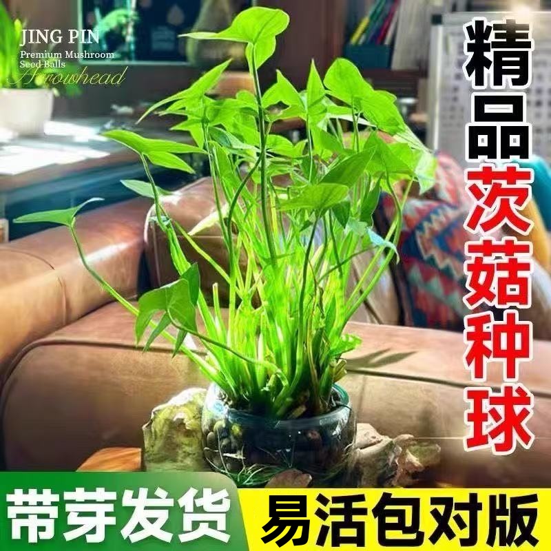 绿植水生茨菇慈姑草水培花卉净化水面慈姑燕尾草幼苗水培慈菇种苗