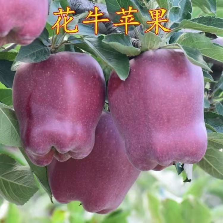 正宗嫁接花牛苹果树苗红皮蛇果南北方种植产量高口感好果树苗大全