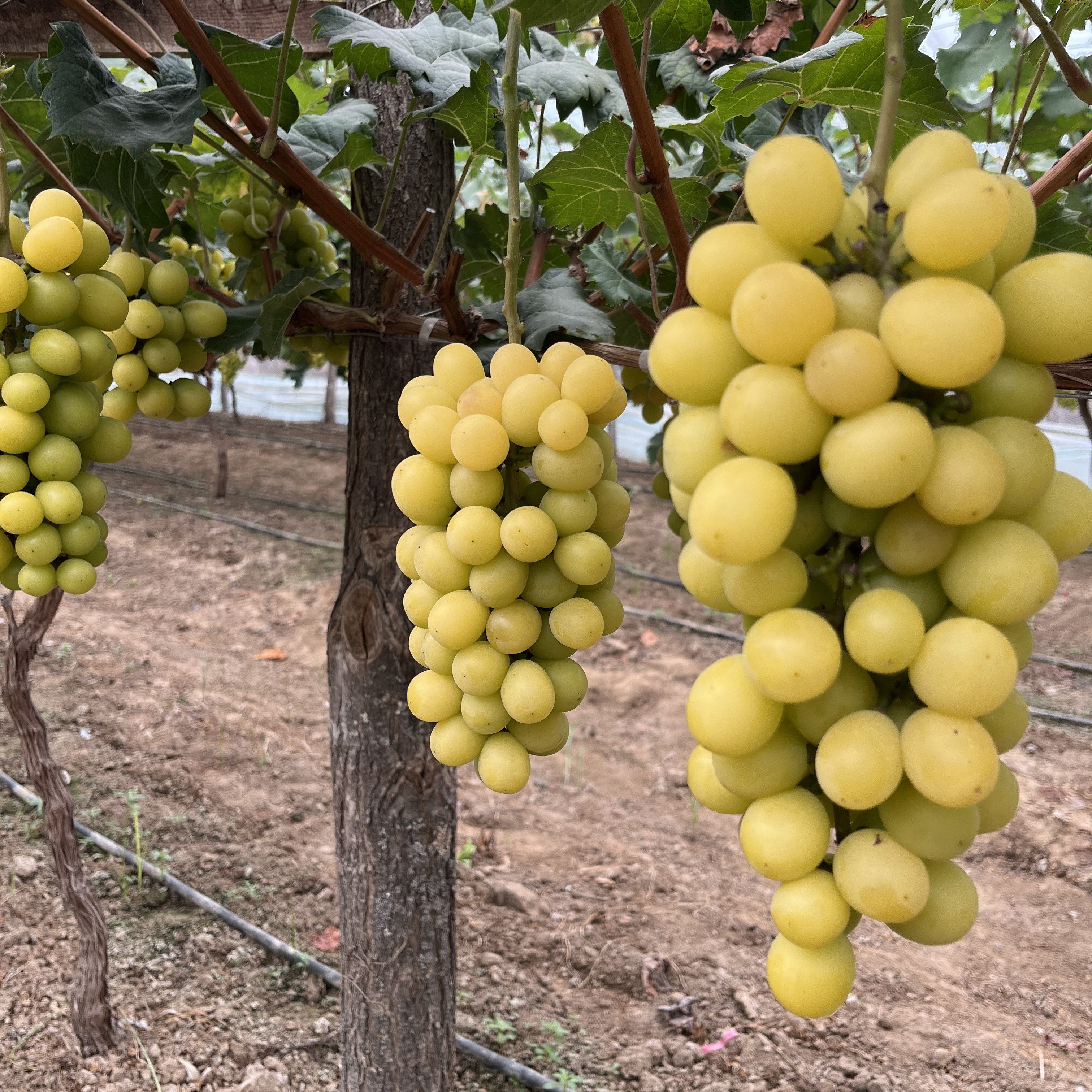 自然成熟黄金阳光玫瑰葡萄3-5.5斤香甜口味新鲜顺丰京东晴王葡萄