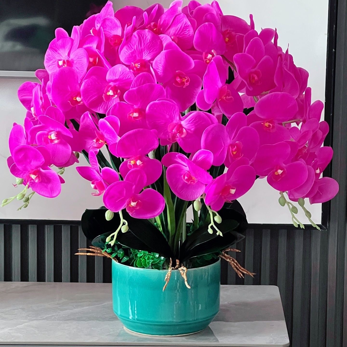 蝴蝶兰花苗盆栽蝴蝶兰带花植物室内花卉绿植盆景观花四季开花好养