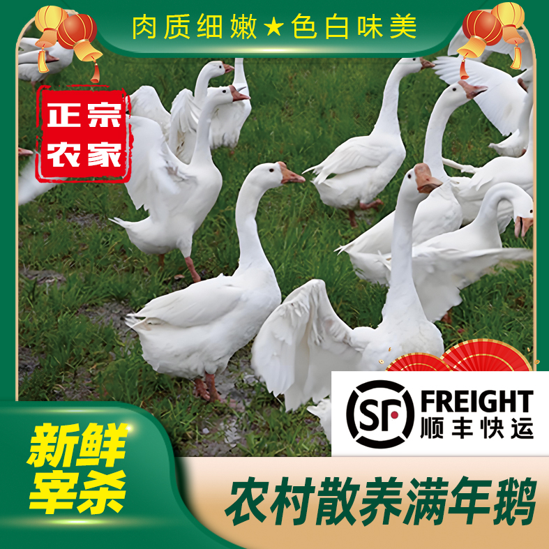 (冷链发货)农村散养1年以上笨大鹅（老鹅）