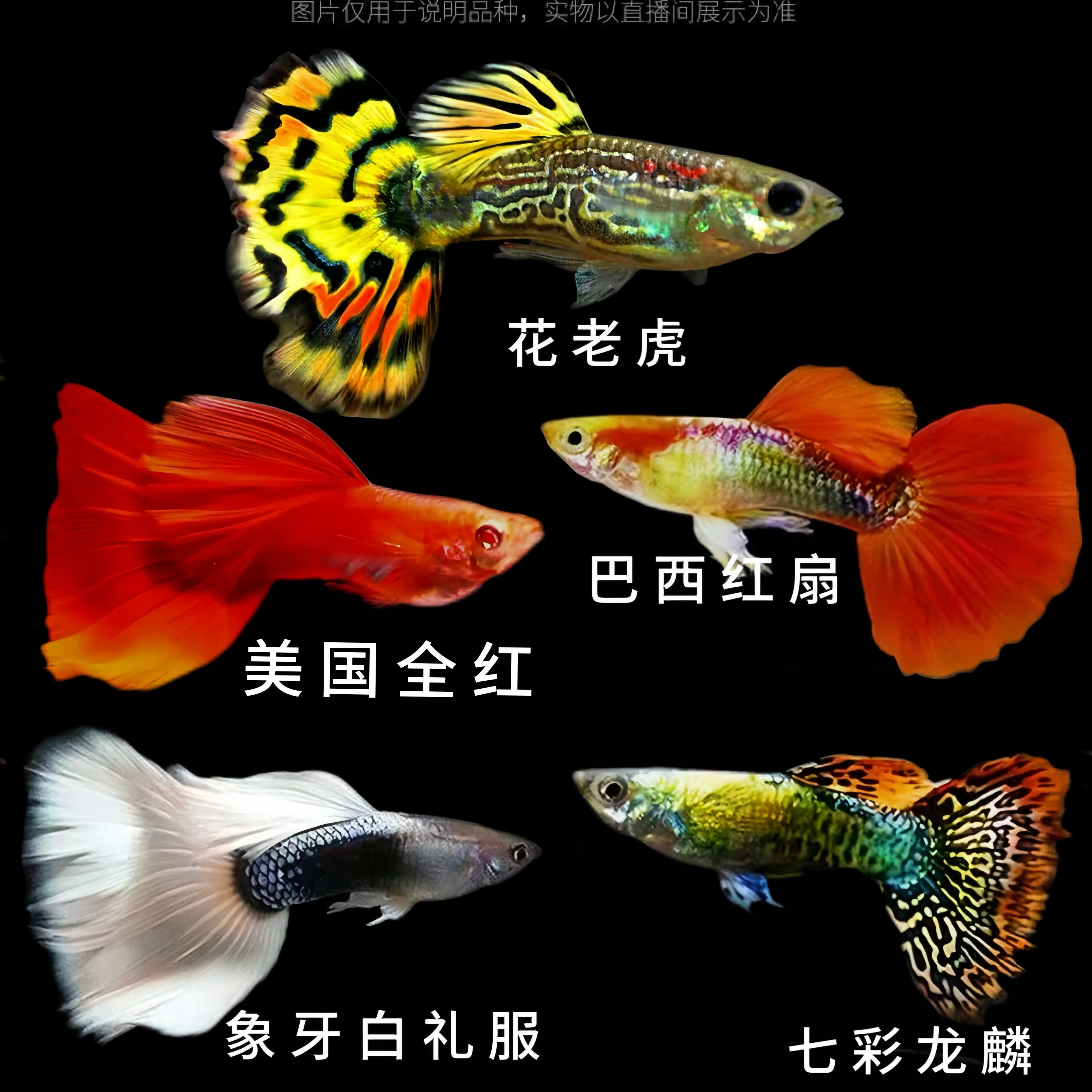 全家福孔雀鱼热带小型淡水好养耐活适合新手繁殖观赏鱼