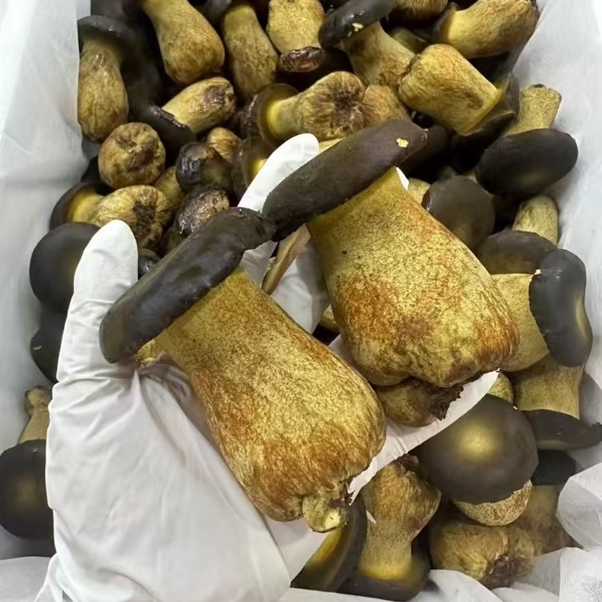 云南黑牛肝菌顺丰包邮冷链见手青当天现采火锅炒菜煲汤当季菌菇