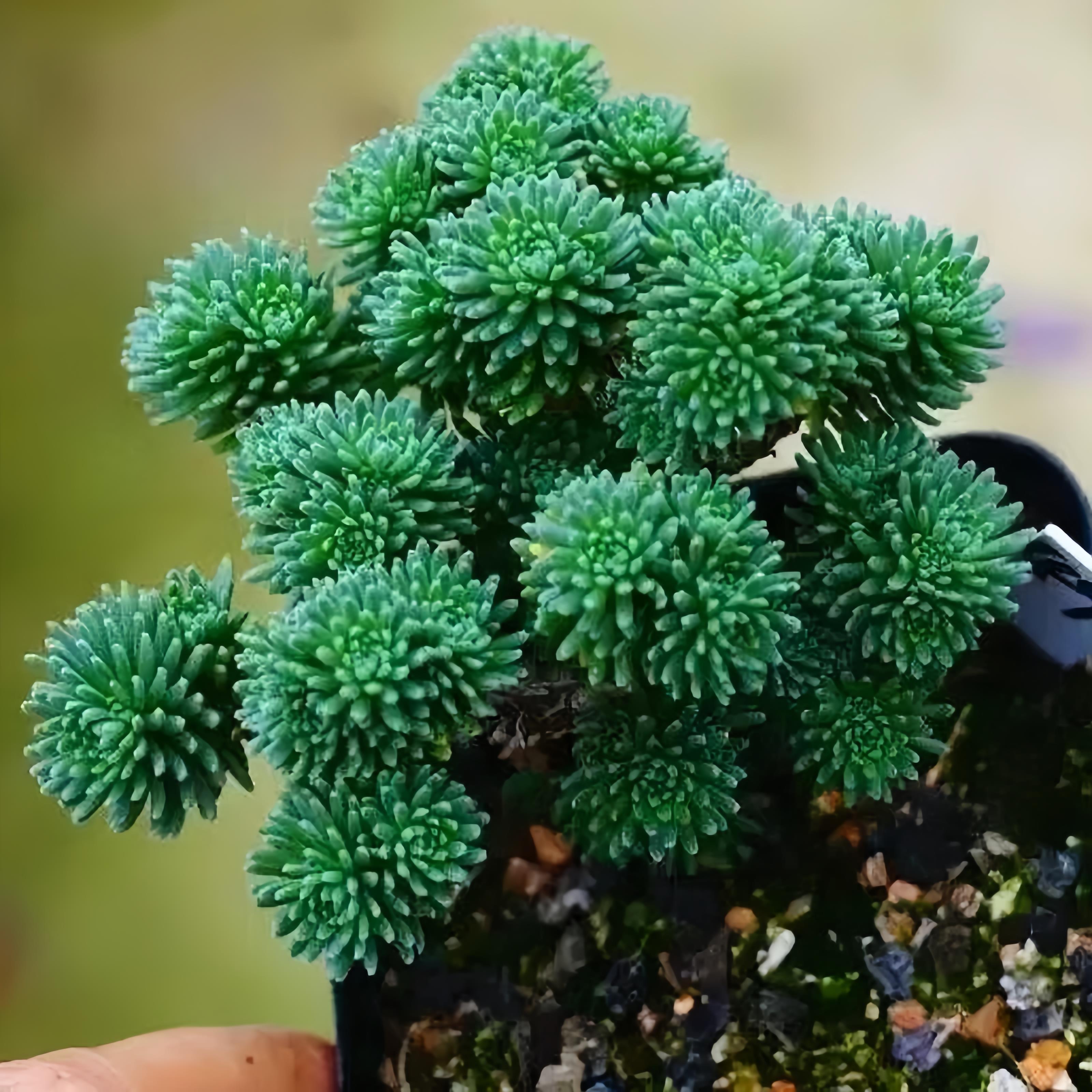 球松小老桩多肉植物盆栽群生多头日本小松室内外肉肉绿植造艺盆景