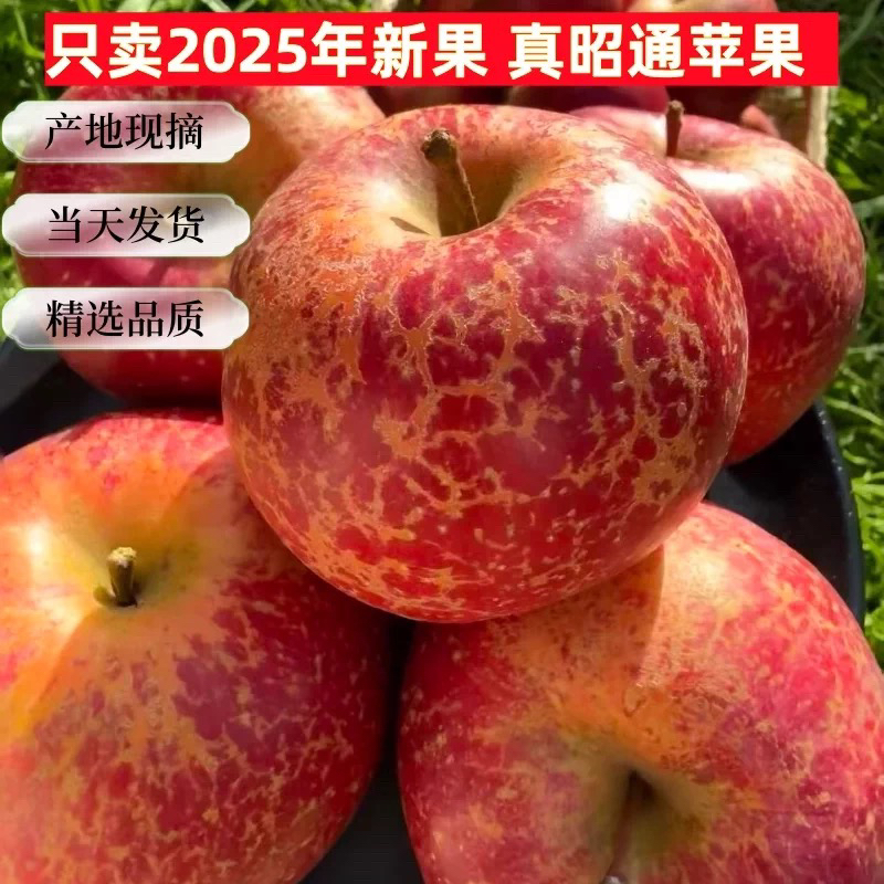 正宗云南昭通冰糖心丑苹果新鲜脆甜水果果园现摘产地直发应季