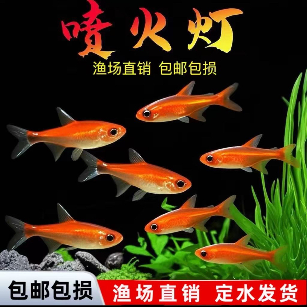 喷火灯鱼大号小型热带淡水鱼灯科鱼草缸群游鱼活体鱼
