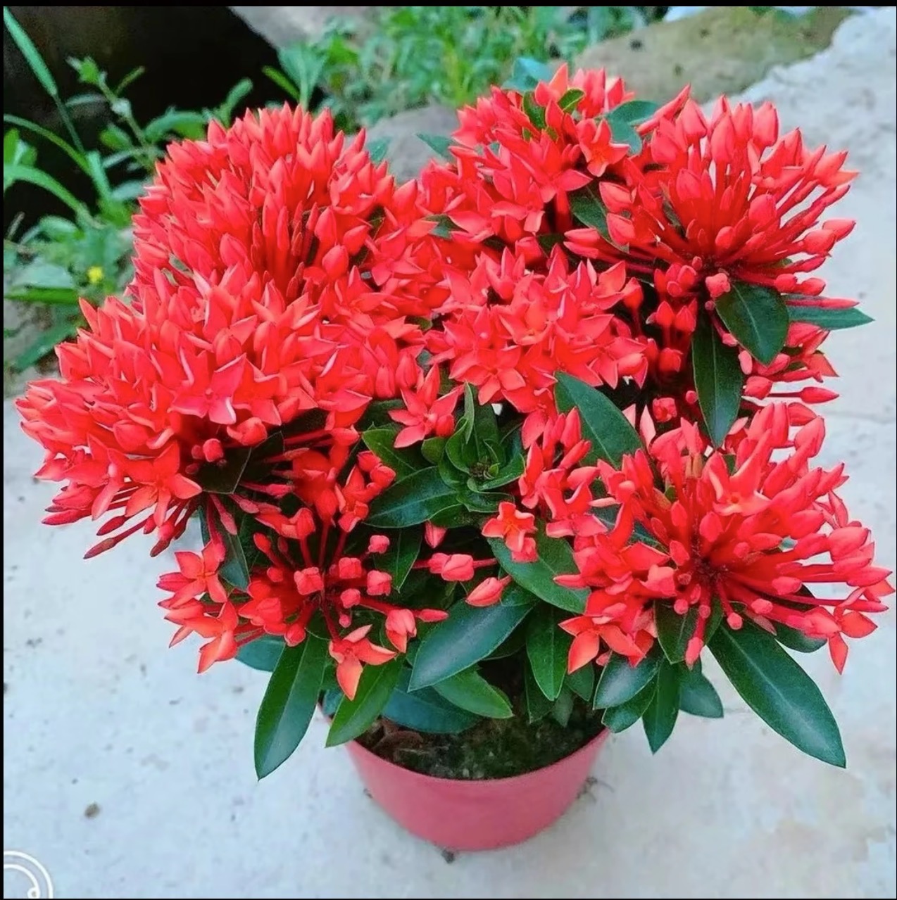 橙色龙船花带花苞盆栽室外阳台庭院好养四季开花不断