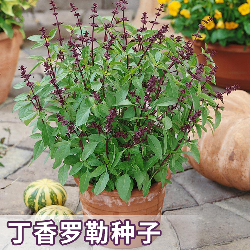 29新疆包邮【丁香罗勒种子】九层塔金不换西餐调料香草盆栽庭院种