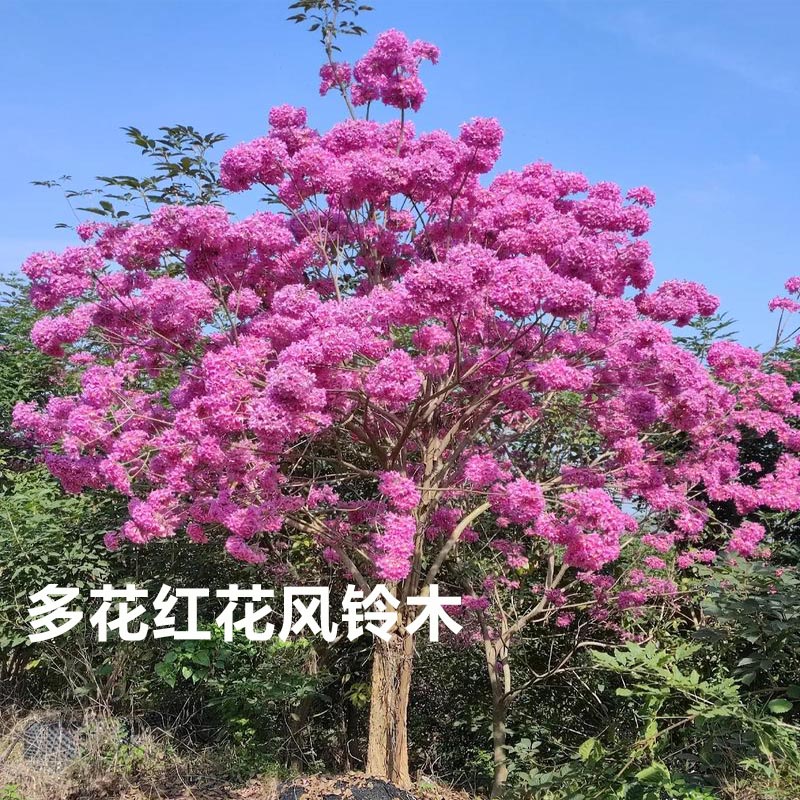 进口红花紫花风铃木树苗别墅庭院绿化耐寒花树风景树盆栽行道树