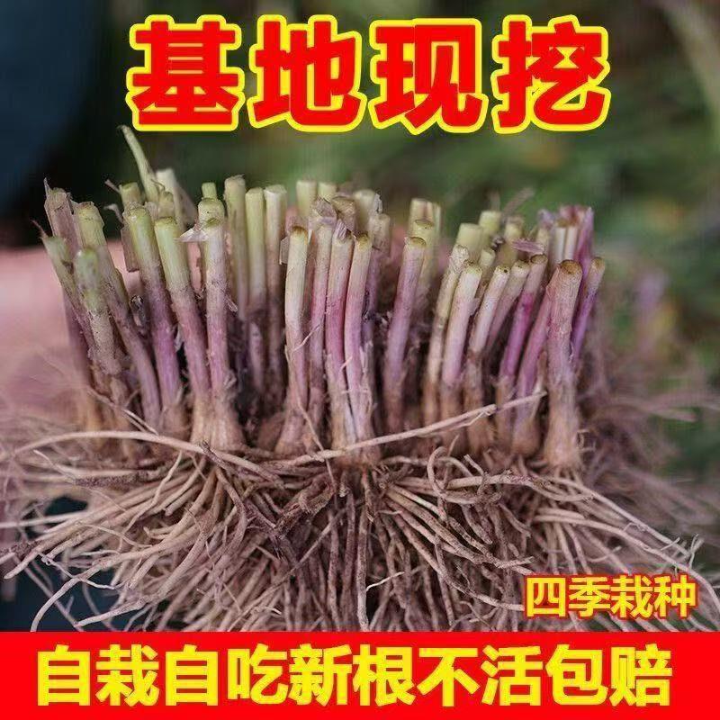新韭菜根苗现挖宽叶紫红根韭菜根室内阳台盆栽四四季紫根韭菜种子