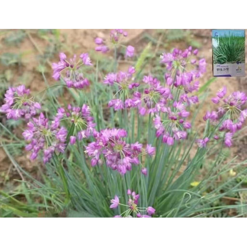 【沙葱种子】胡葱种子耐旱四季韭葱香葱盆栽阳台蔬菜种籽