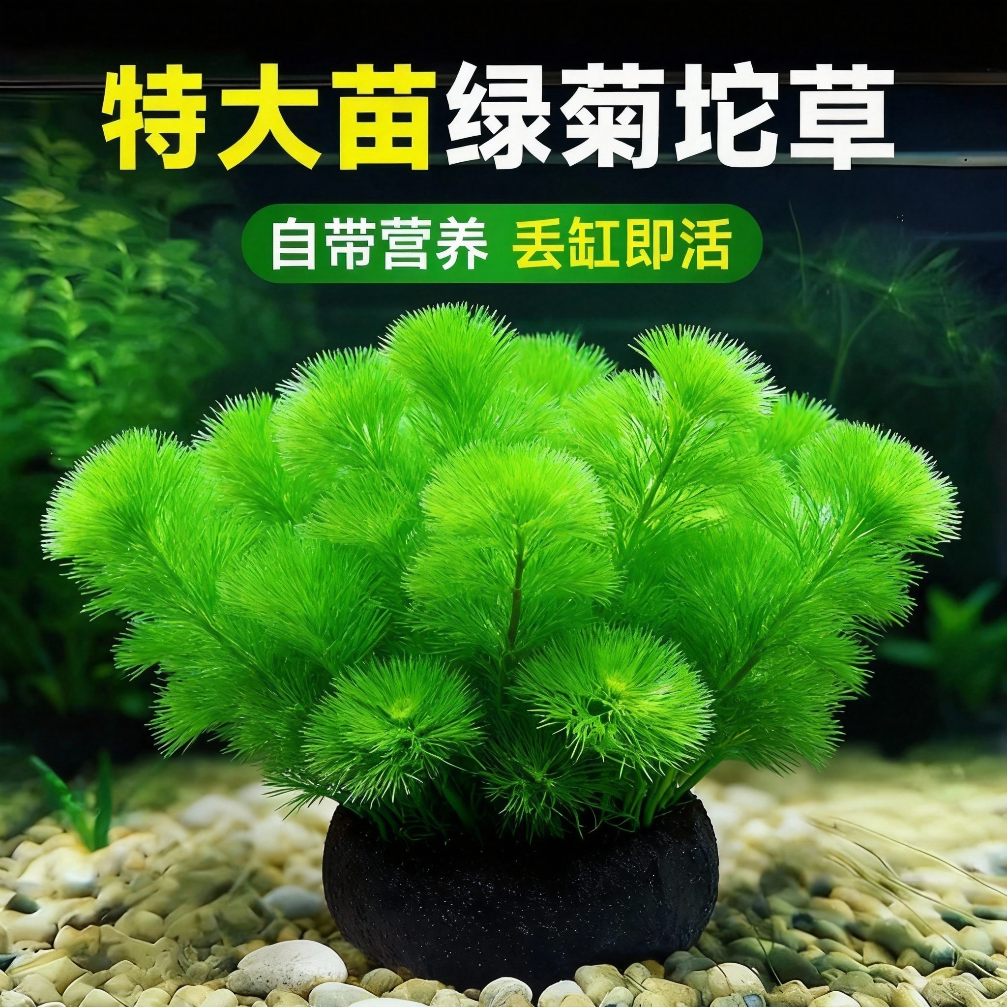 绿菊花活体好养真水草新手鱼缸造景淡水增氧植物阴性净水绿菊水草