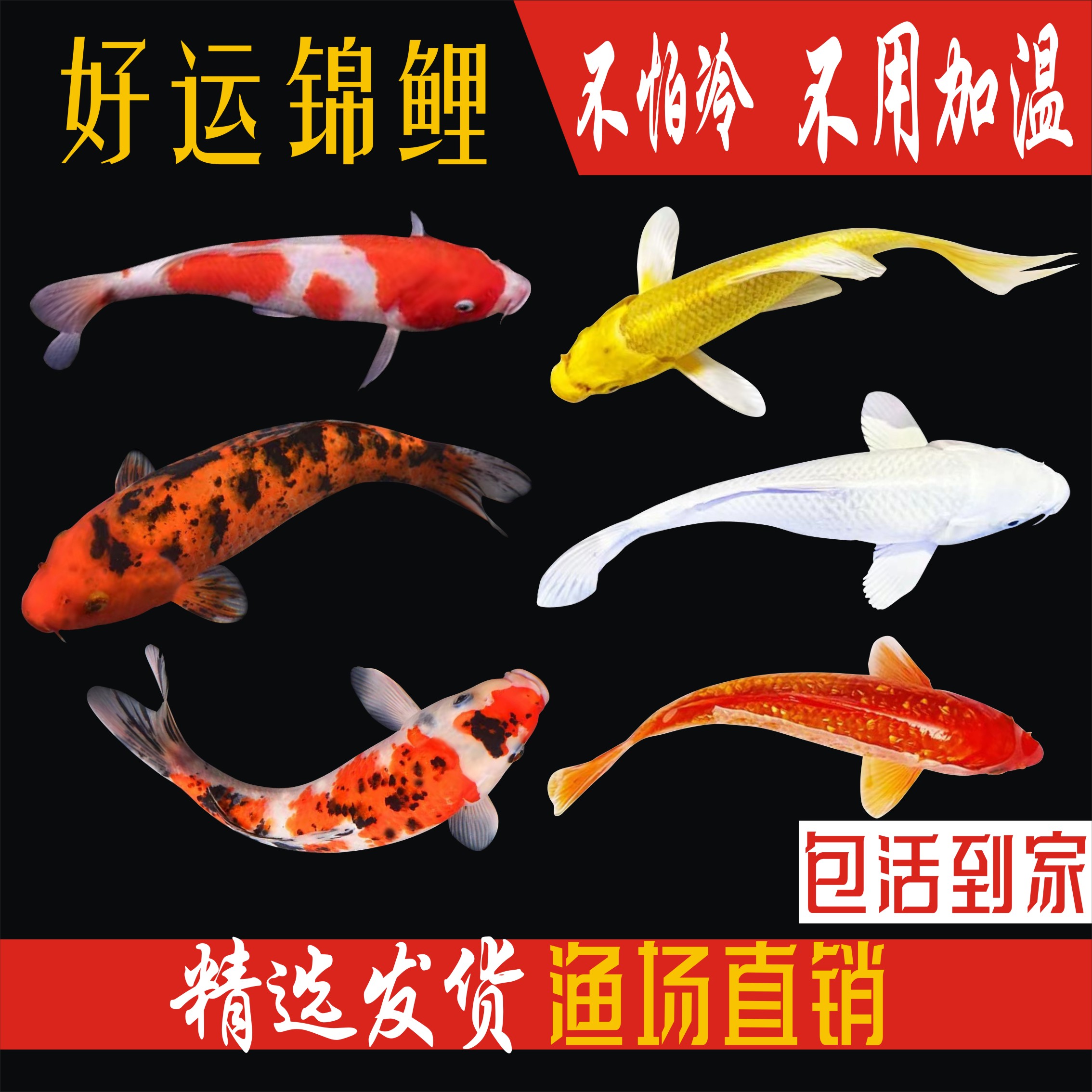 纯种锦鲤鱼 活体观赏鱼 大型锦鲤红白锦鲤大正昭和冷水淡水鱼好养