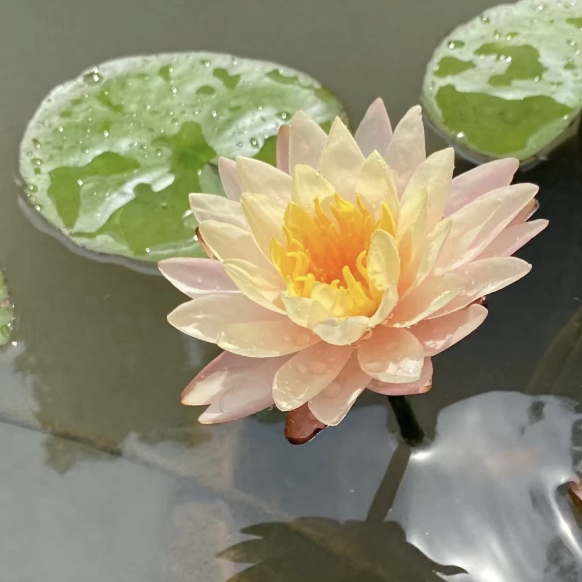 艾肯斯睡莲大型水生植物带花苞