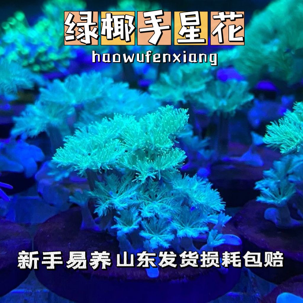 人工绿椰手星花金边大手心花珊瑚手星花珊瑚海水宠物绿芯大手心花