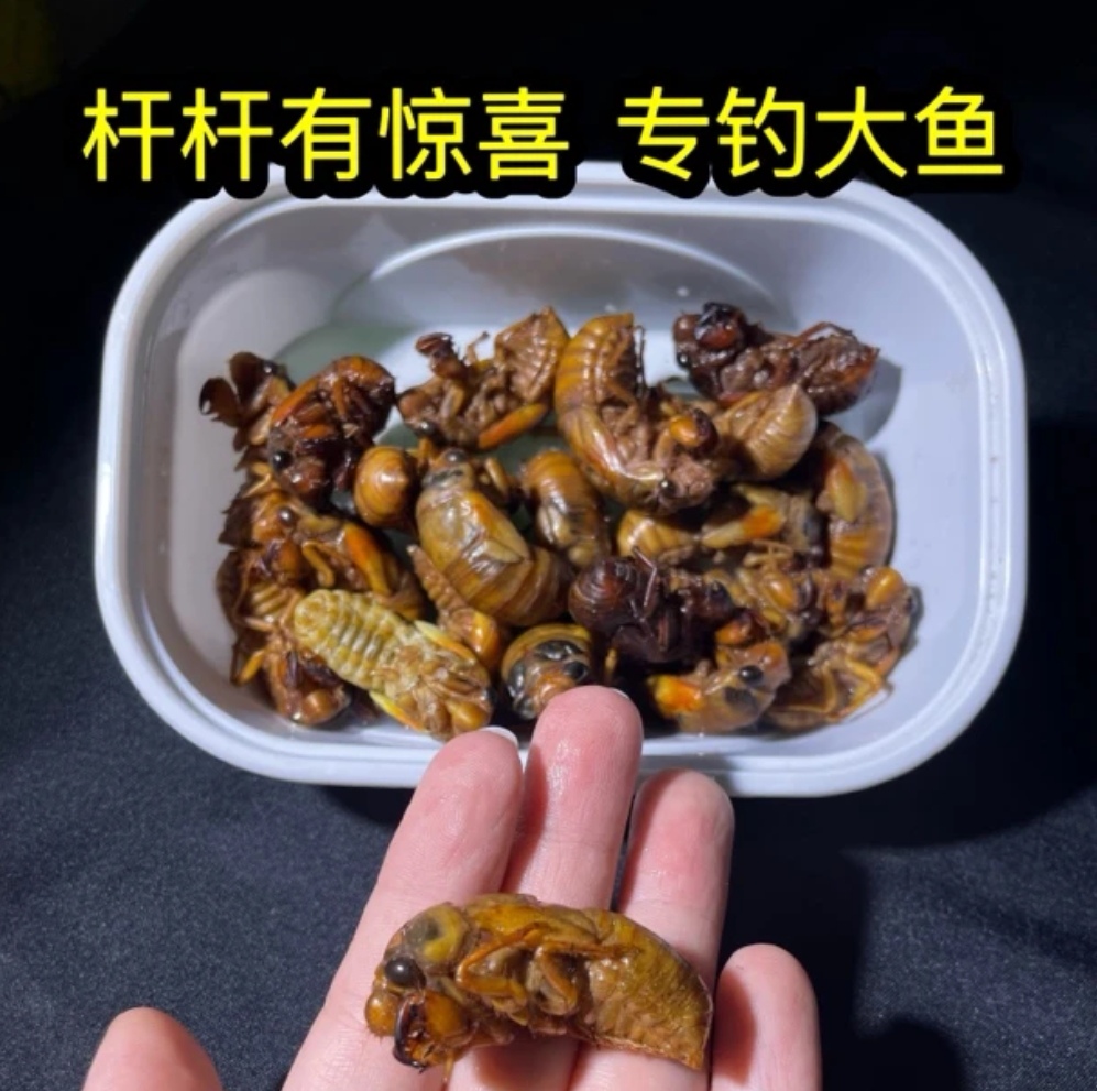 钓鱼知了猴金蝉鱼饵草鱼鲶鱼多种高蛋白昆虫饵