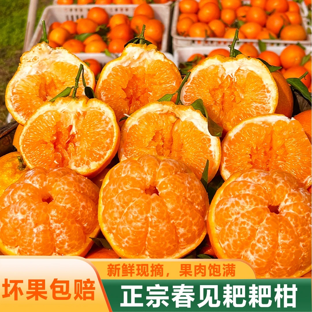 【头茬自然熟】正宗四川春见耙耙当季新鲜水果特级粑粑柑