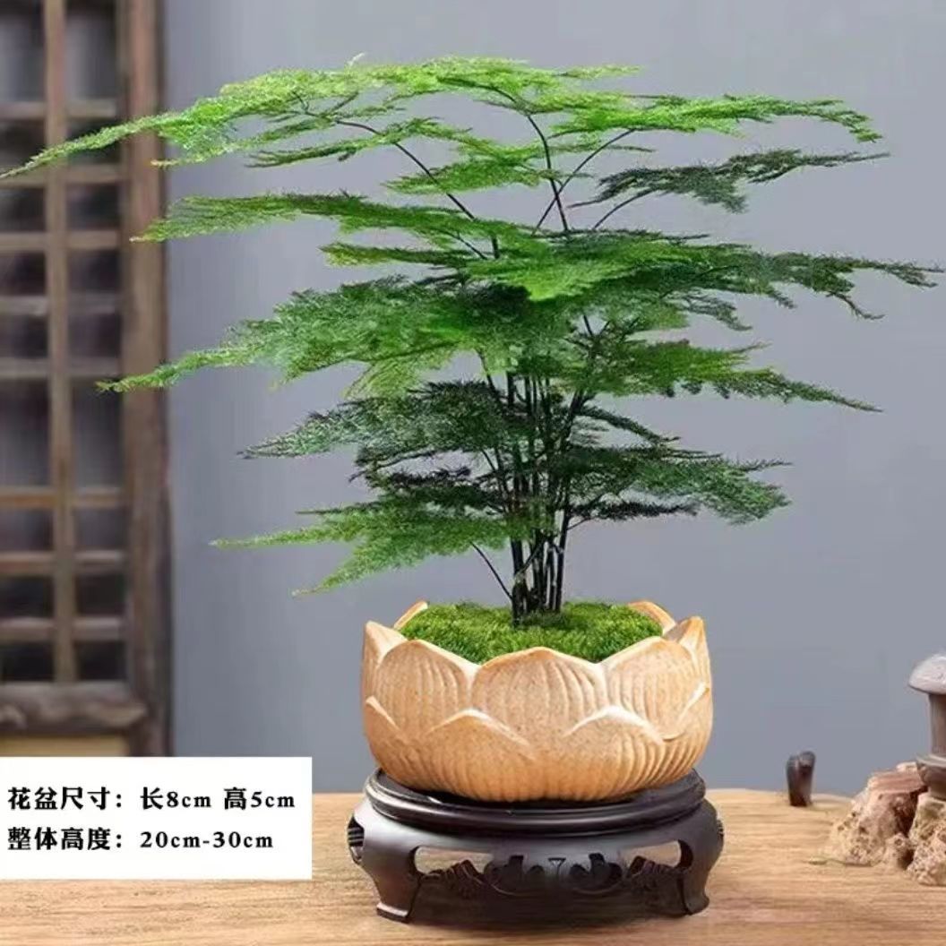 文竹盆栽植物客厅办公室净化好养盆景室内绿植花卉桌面四季常青