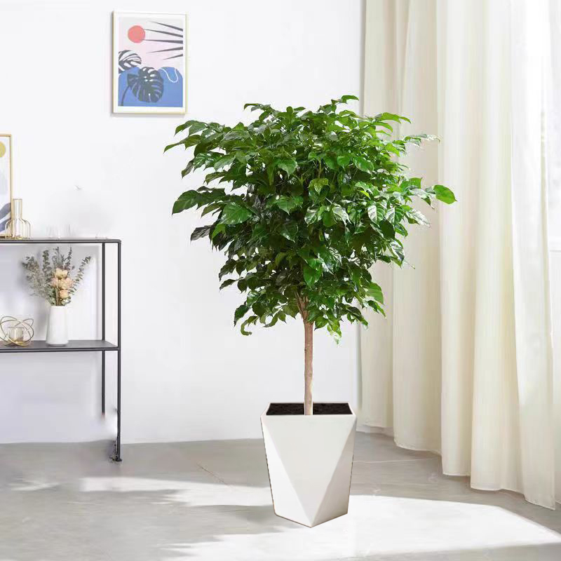 90-100cm不砍根独杆棒棒糖幸福树室内观叶绿植 配白色菱形花盆