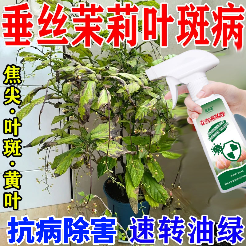 垂丝茉莉叶片长黑斑叶斑病黄叶枯萎专用免稀释营养液促发新芽绿叶