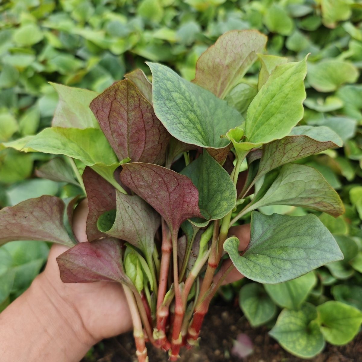 新鲜折耳根嫩叶现挖鱼腥草四川当季蔬菜凉拌食用猪鼻拱保温箱发货