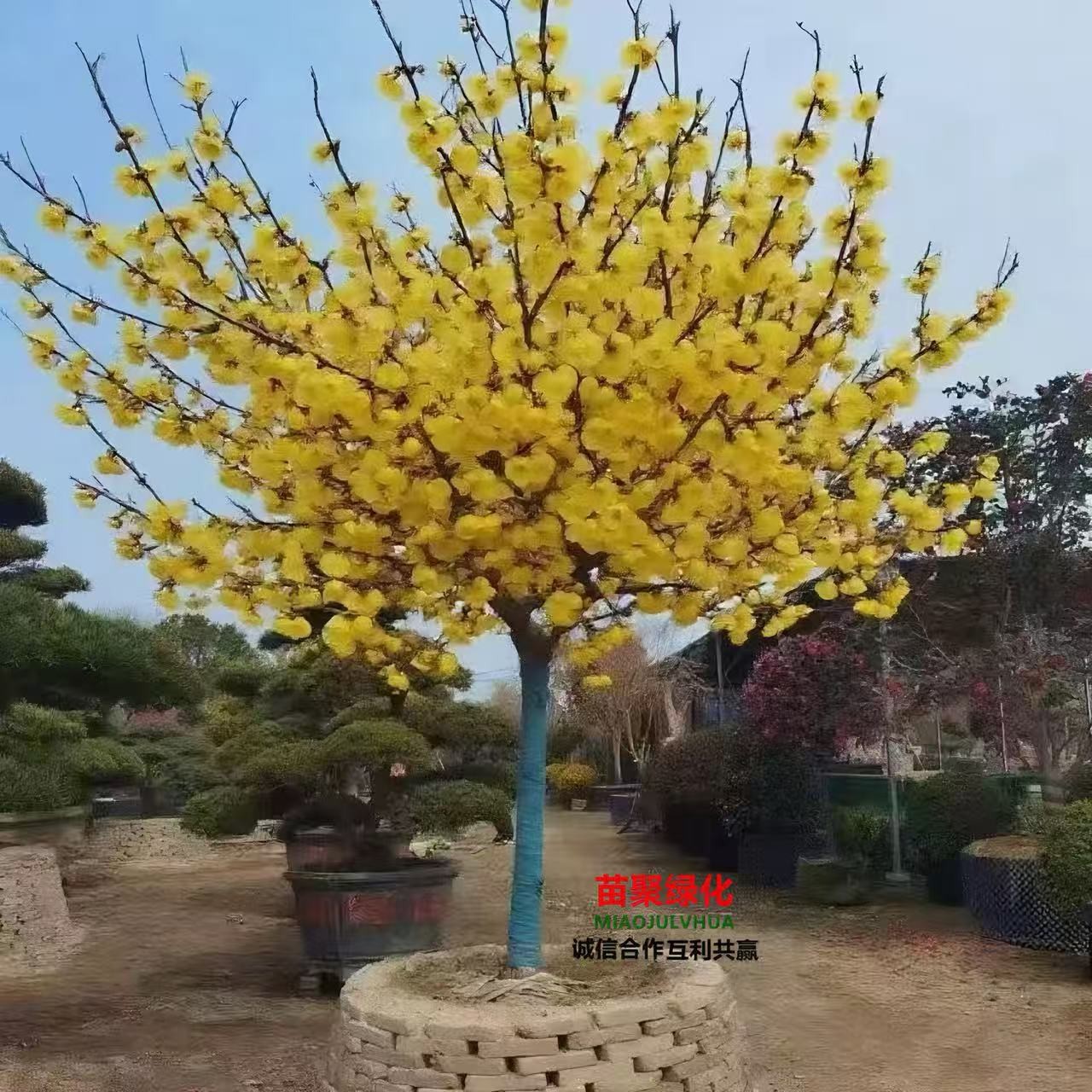 腊梅红梅绿梅树苗梅花树苗盆栽地栽庭院景观植物腊梅树苗红梅树苗