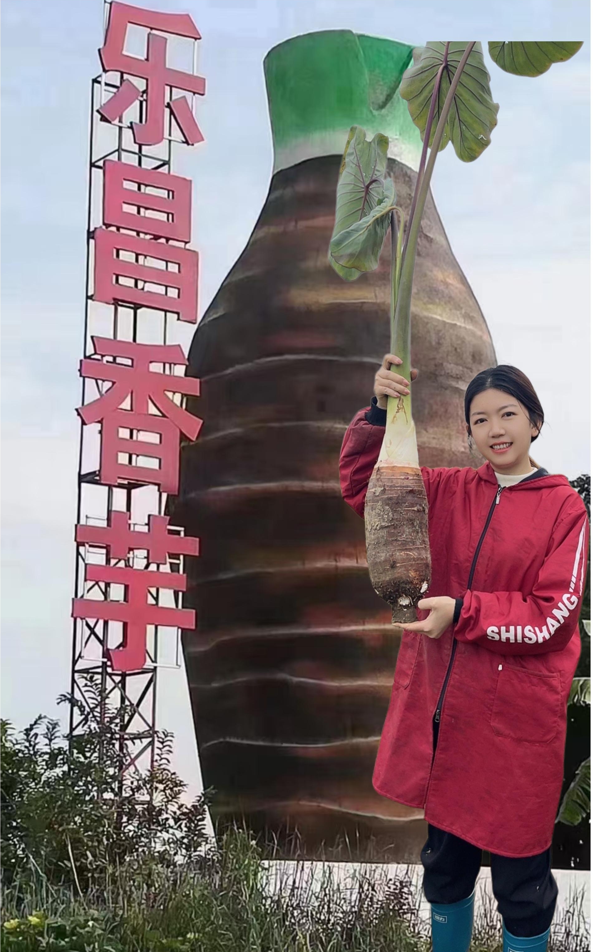 广东韶关乐昌张溪炮弹芋头