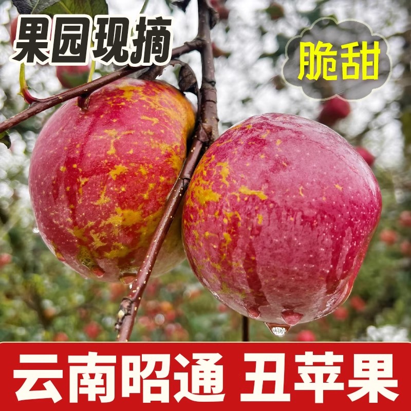 【产地直发】正宗云南昭通丑苹果冰糖心当季高山现摘脆甜新鲜水果