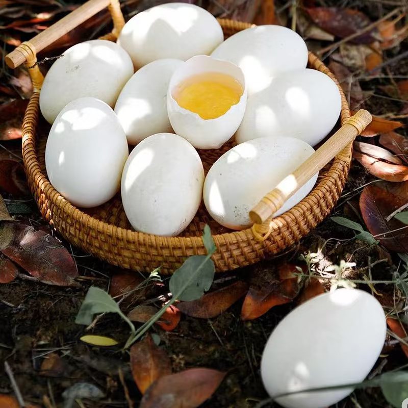 【坏蛋包赔20枚A】正宗农家散养新鲜土鹅蛋现捡现发孕妇宝宝适用