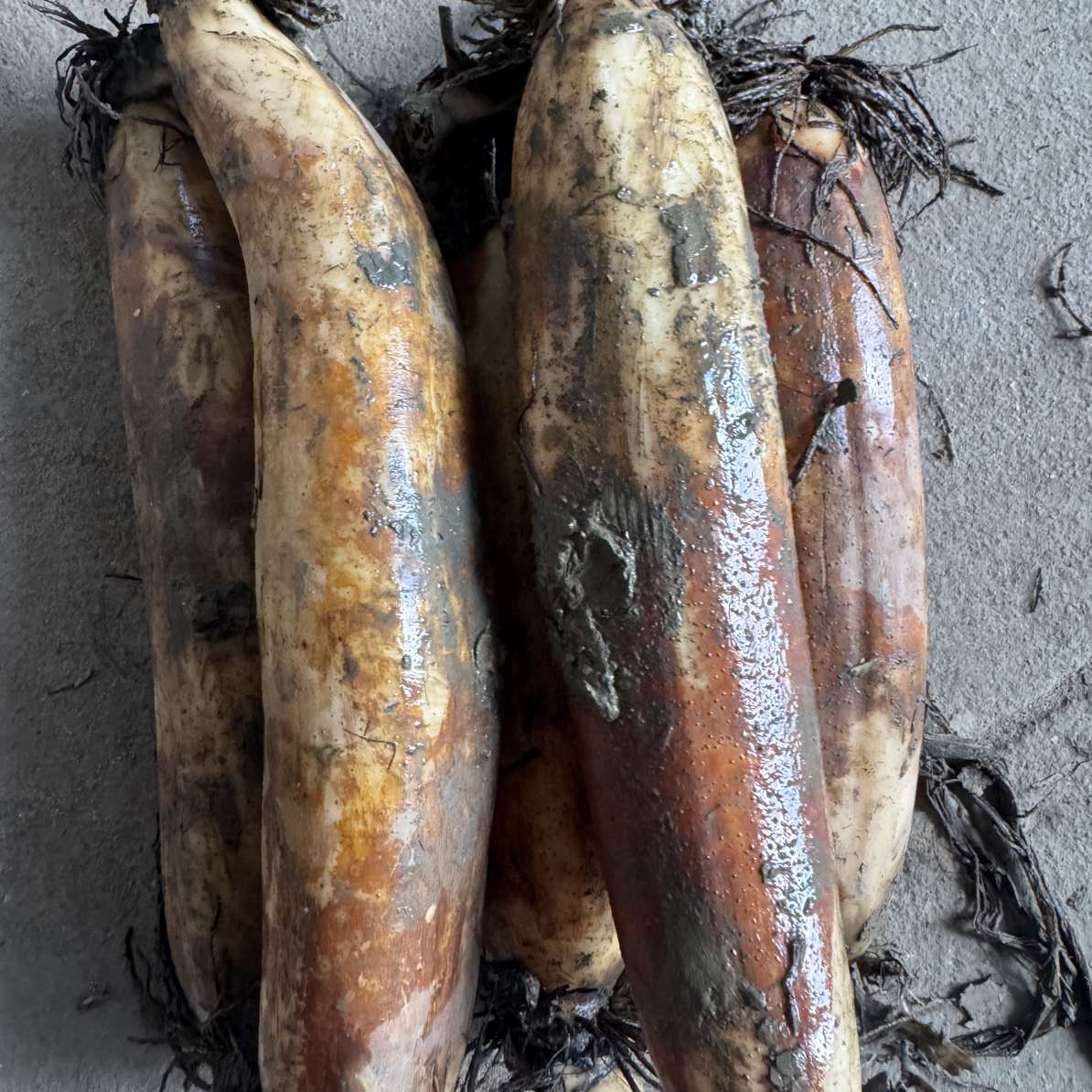 湖北洪湖新鲜现挖煲汤粉藕正宗湖北特产九孔拉丝藕顺丰快递