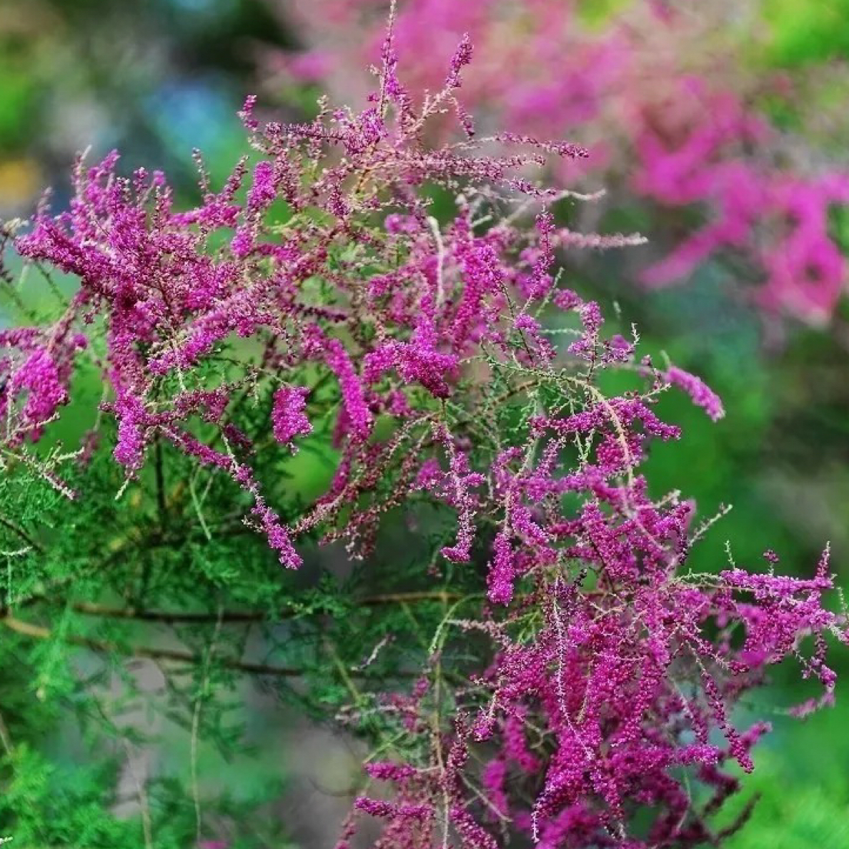 塔依尔红柳紫藤花柽新疆本土正宗