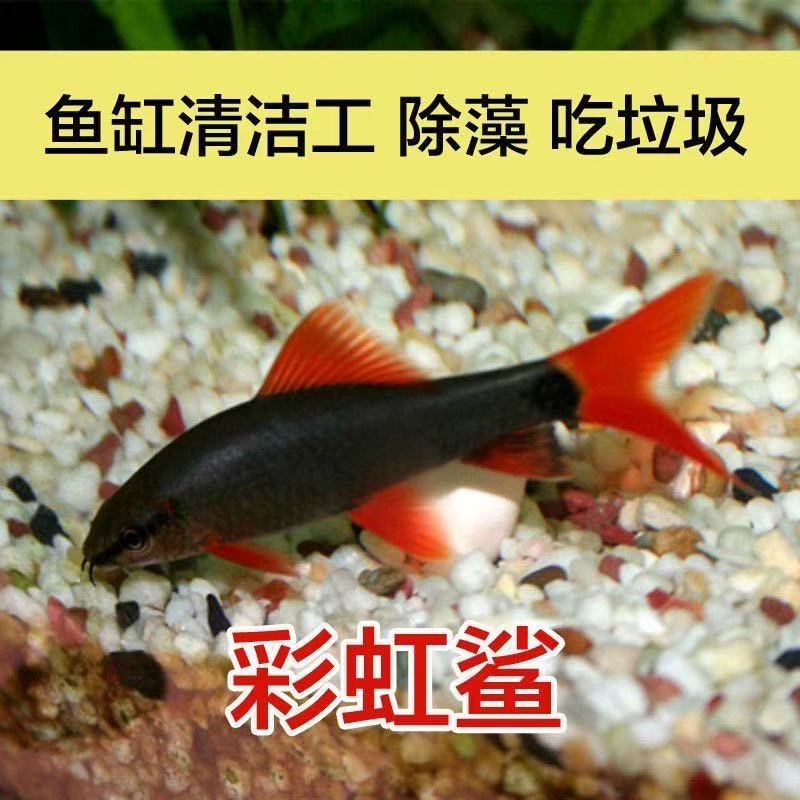 彩虹鲨鱼工具鱼可混养清洁水质吃残渣除藻的热带观赏鱼