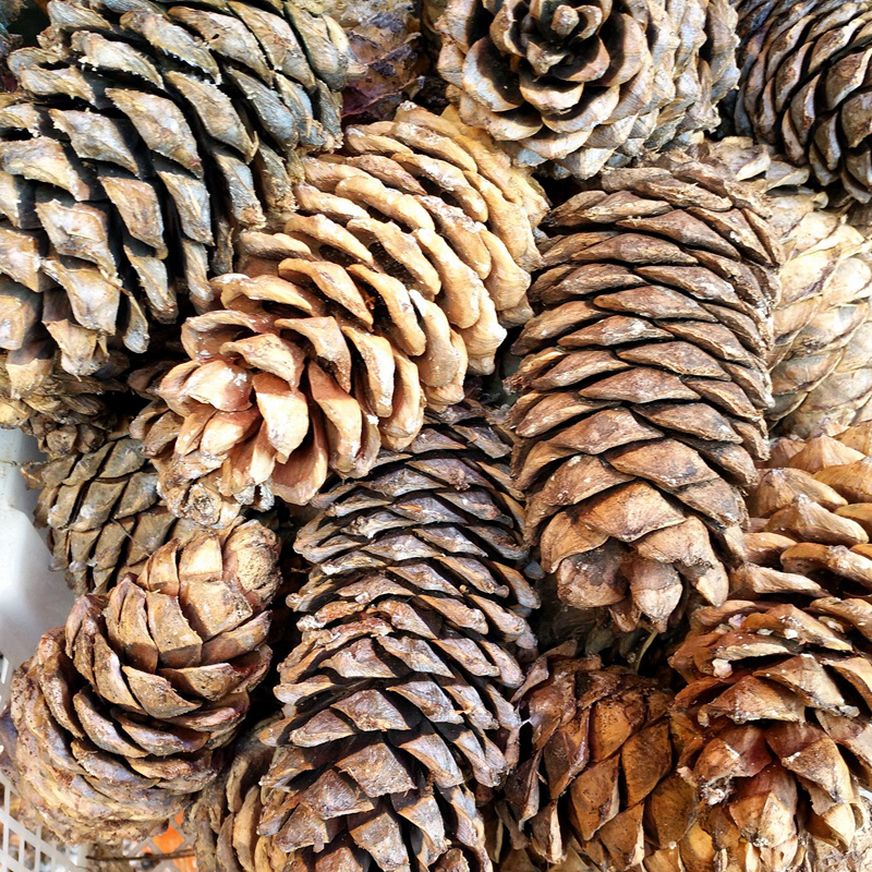 云南新鲜松子未加工无添加原味大颗粒落孕妇坚果零食特产落水松子