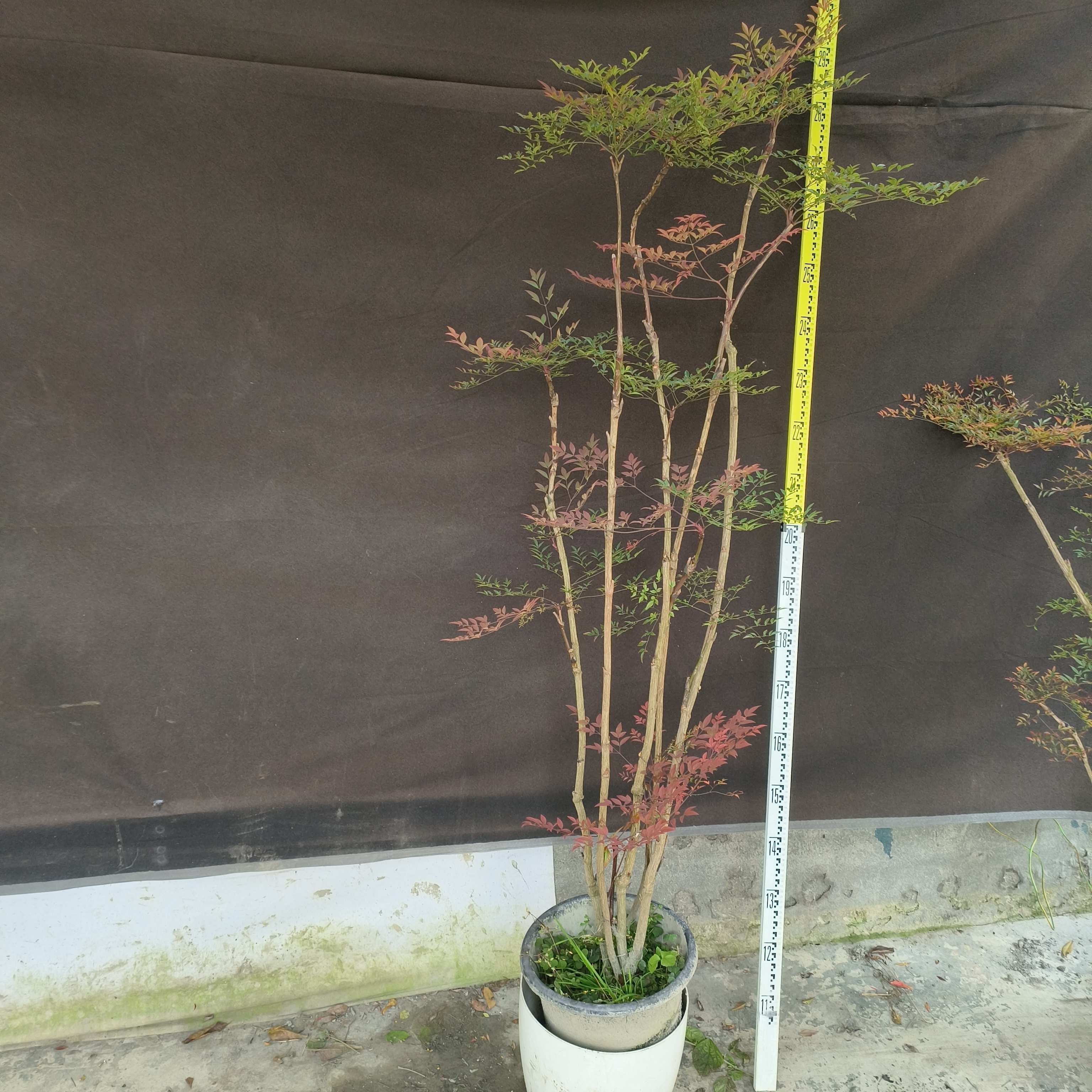 南天竹老桩火焰绿植盆栽室内客厅阳台庭院耐寒热耐寒好养十大功劳