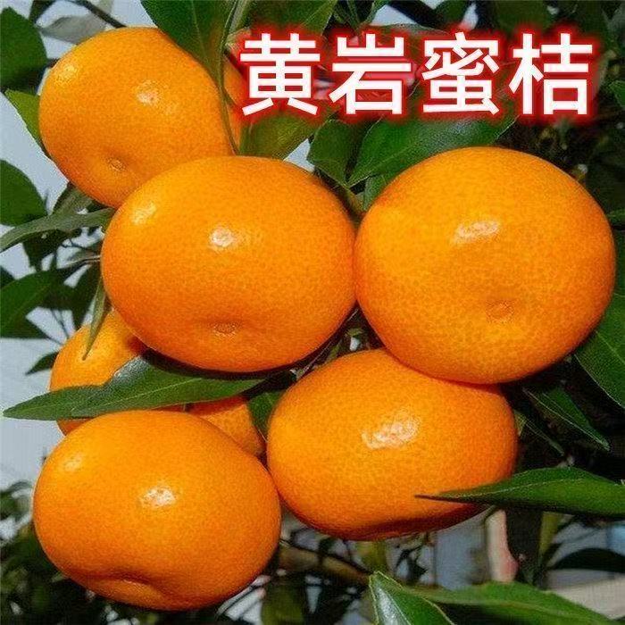 黄岩无核蜜桔苗 正宗嫁接桔子树苗南北方种植 皮薄甜橘子地栽盆栽