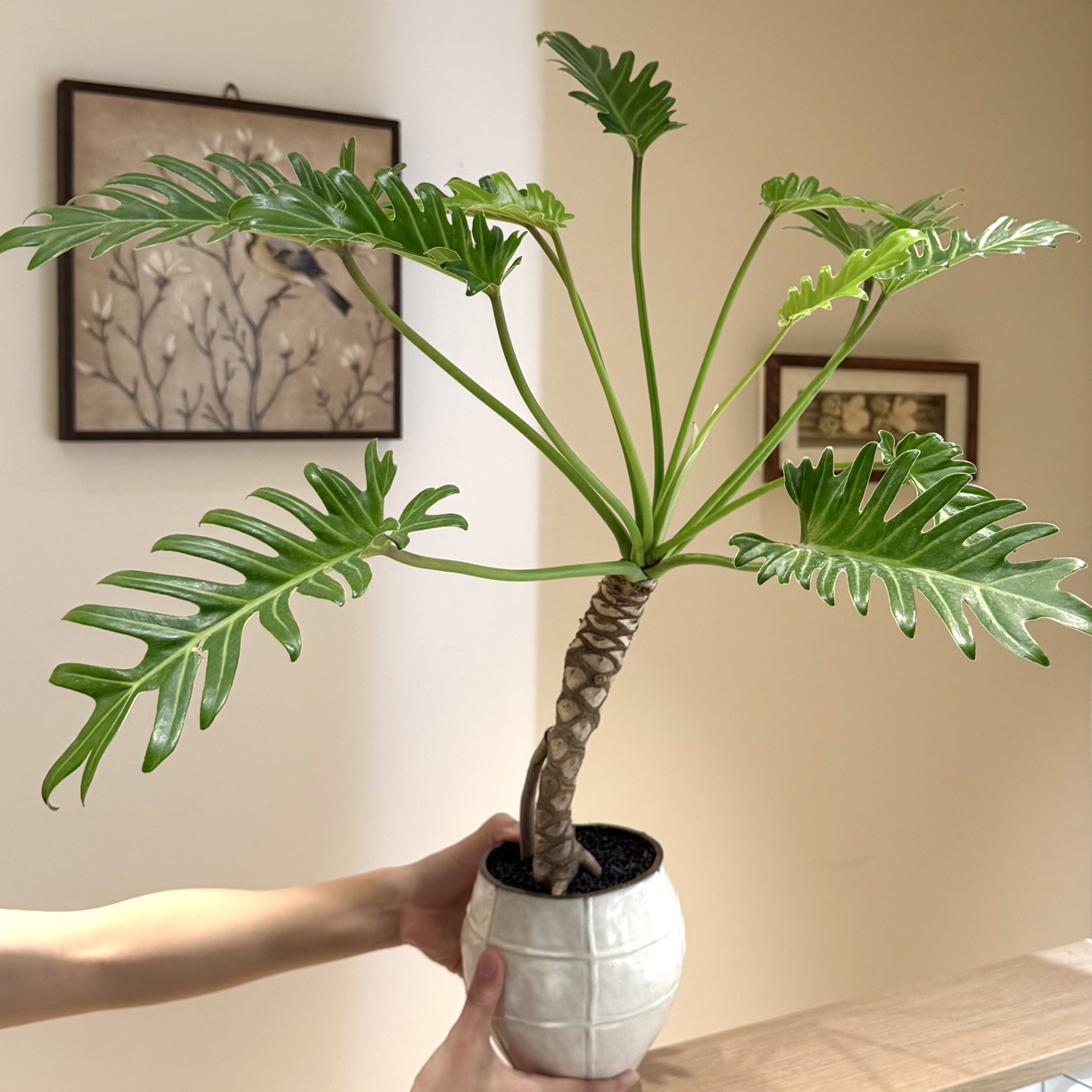 老桩龙鳞小天使海芋盆栽室内外均可种植净化空气好养易活绿植