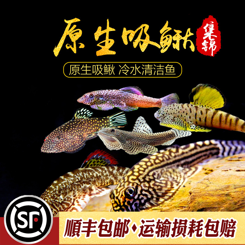 吸鳅集锦麦氏方式贵爬思凡金线提琴双吸盘鱼工具鱼冷水原生鱼活体