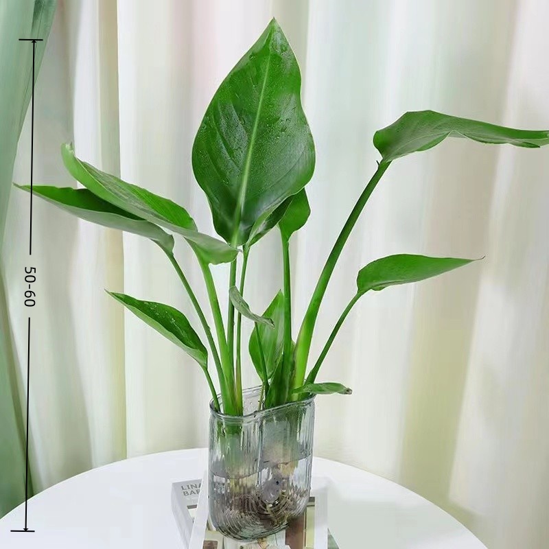 水培天堂鸟办公室内净化空气桌面盆栽50-60cm四季常青花卉绿植物