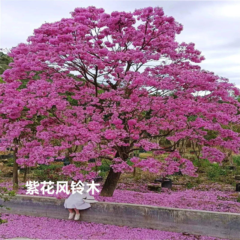 进口红花紫花风铃木树苗别墅庭院绿化花树绿植四季种植耐寒风景树