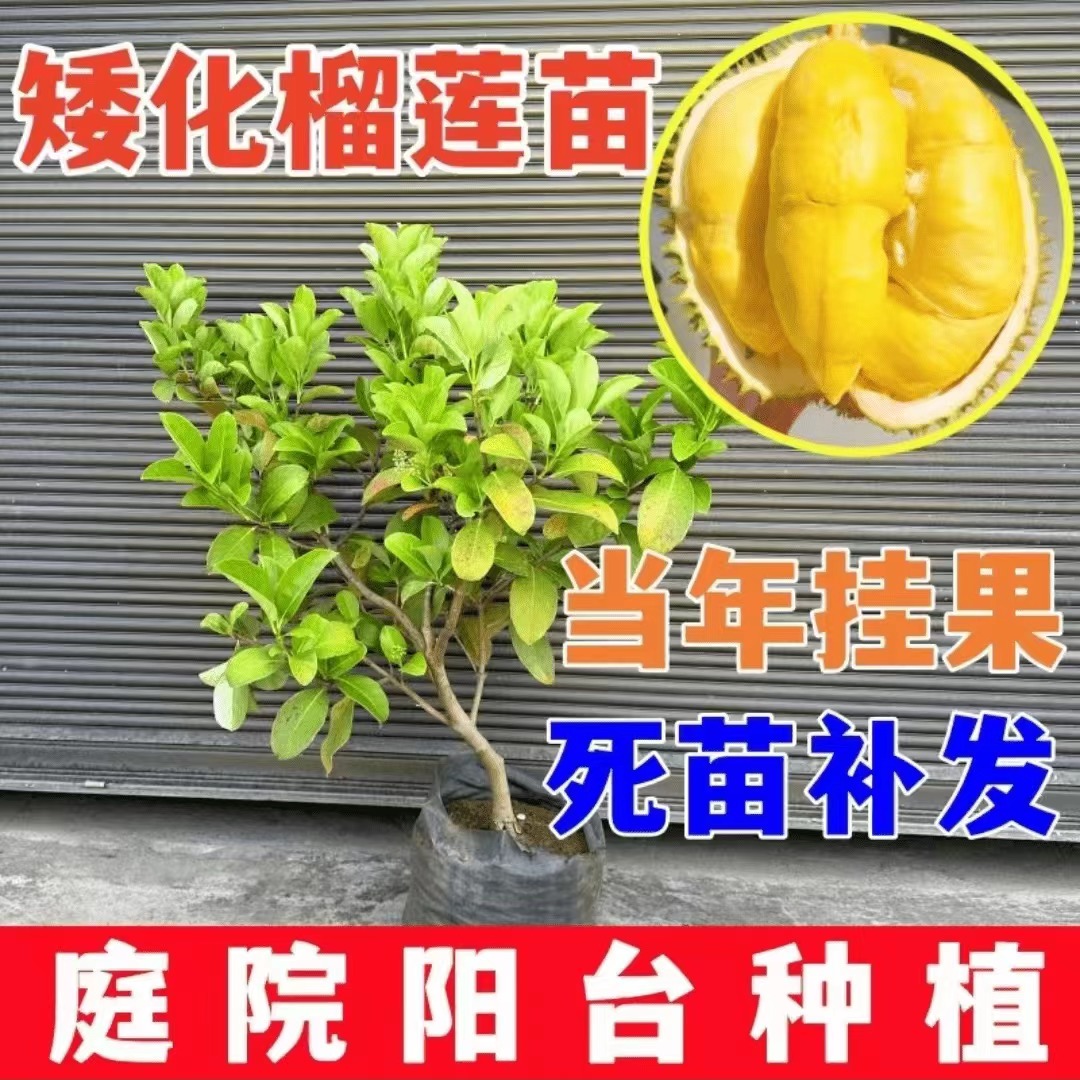 改良南北方买一送一耐寒耐热榴莲盆栽 金枕猫山王四季地栽庭院