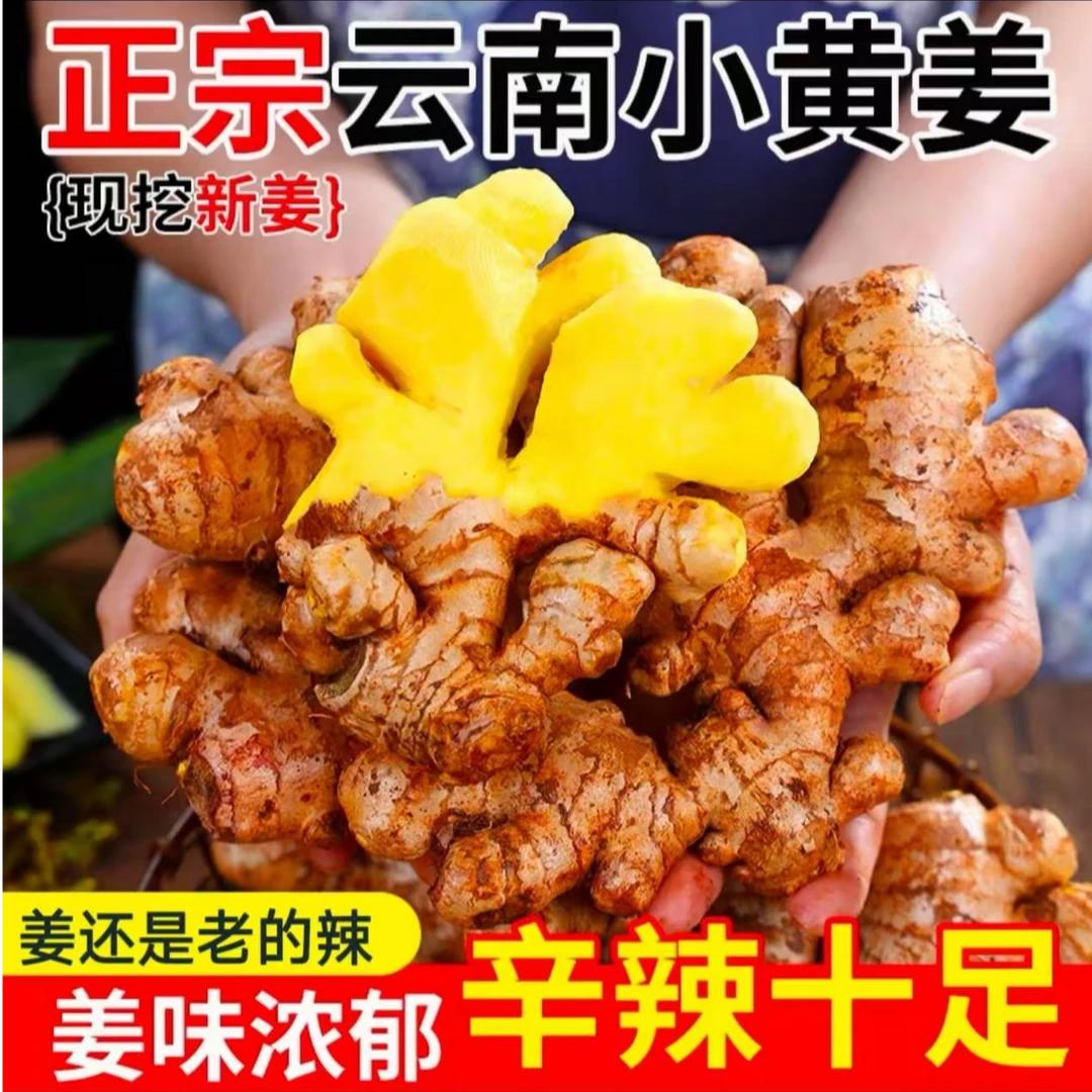 正宗云南小黄姜现挖山地种植香味浓郁辛辣适中2025年现挖老姜